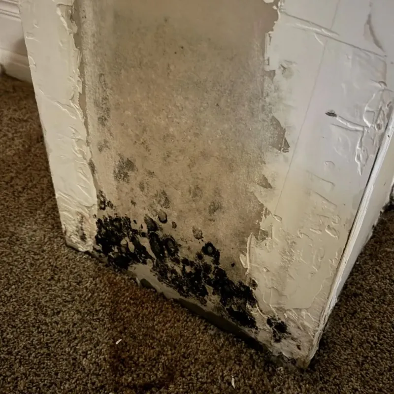 Professional Mold Removal in Ladysmith, WI